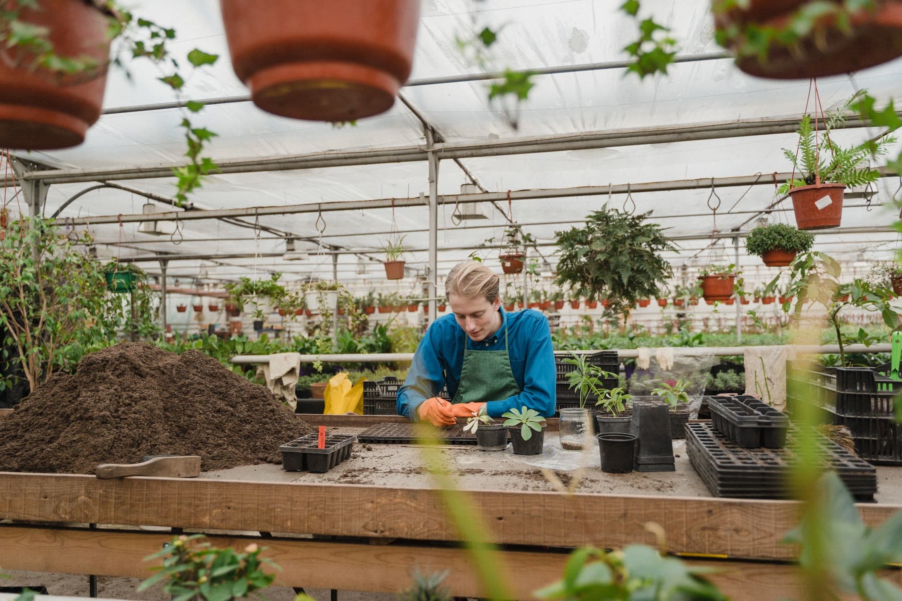 Planten worden opgepot in de kas