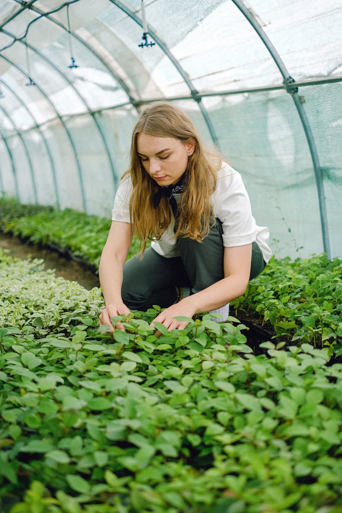 Medewerker verzorgt het gewas in de kas