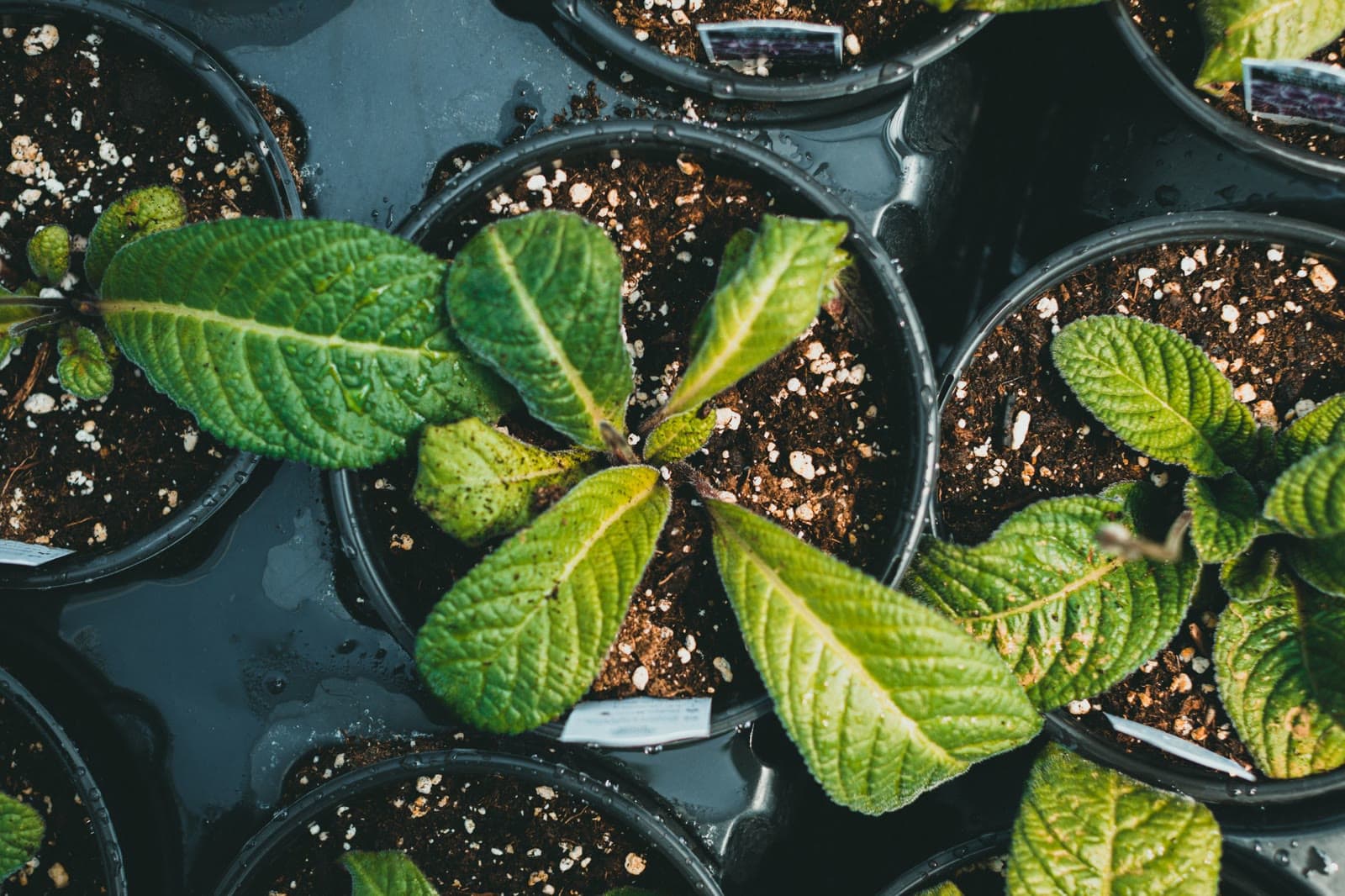 Jonge planten in trays, klaar om op te potten
