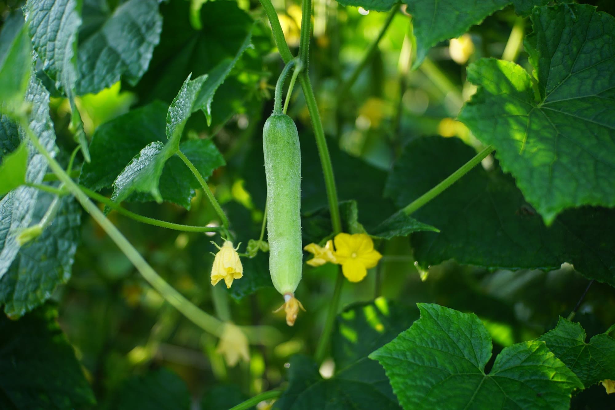 Komkommer aan de rank met gele bloem