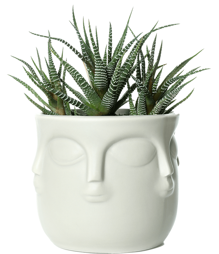 buddha pot with plant isolated on white background ACD2J76