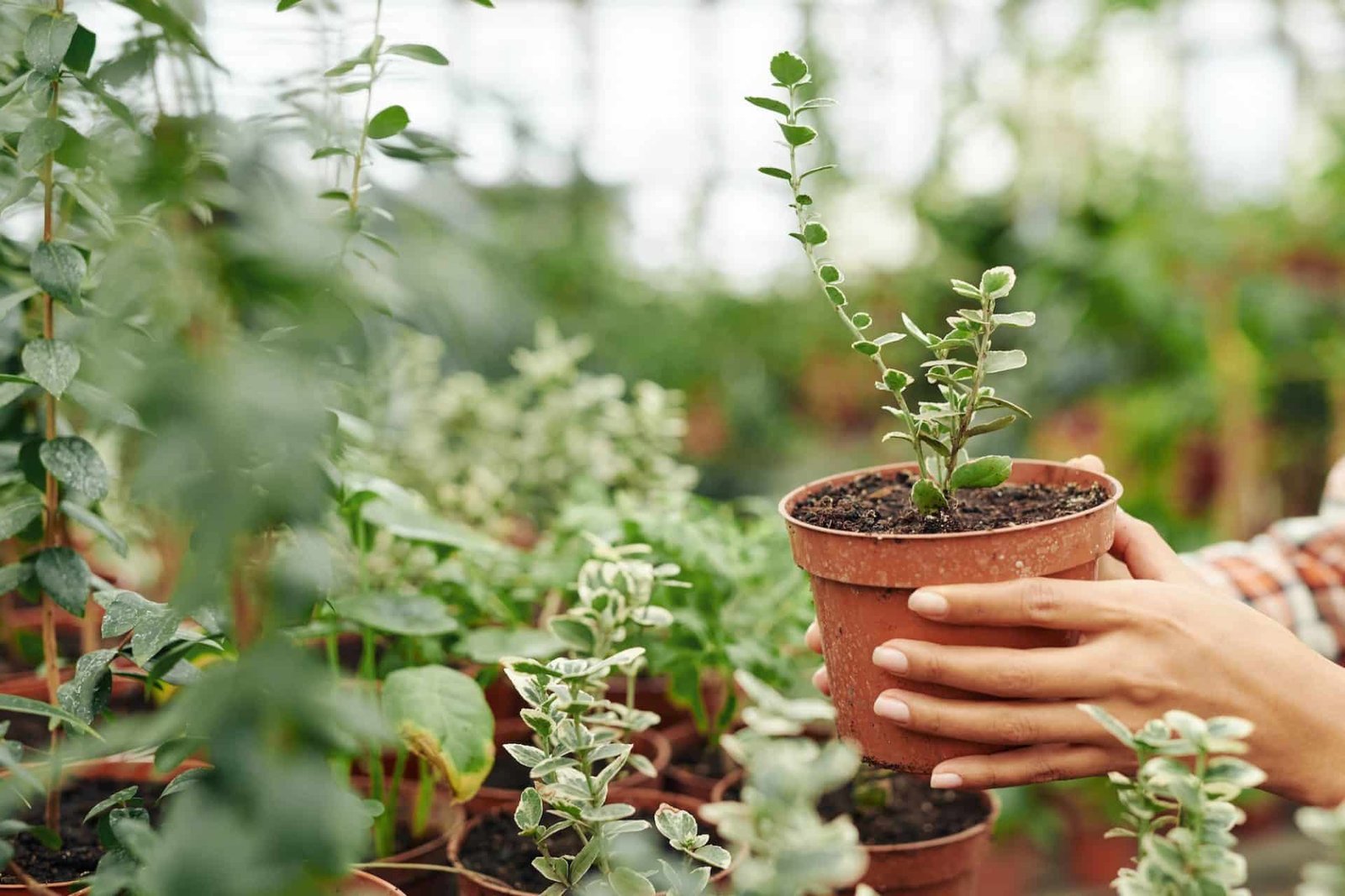 taking pot with young plant