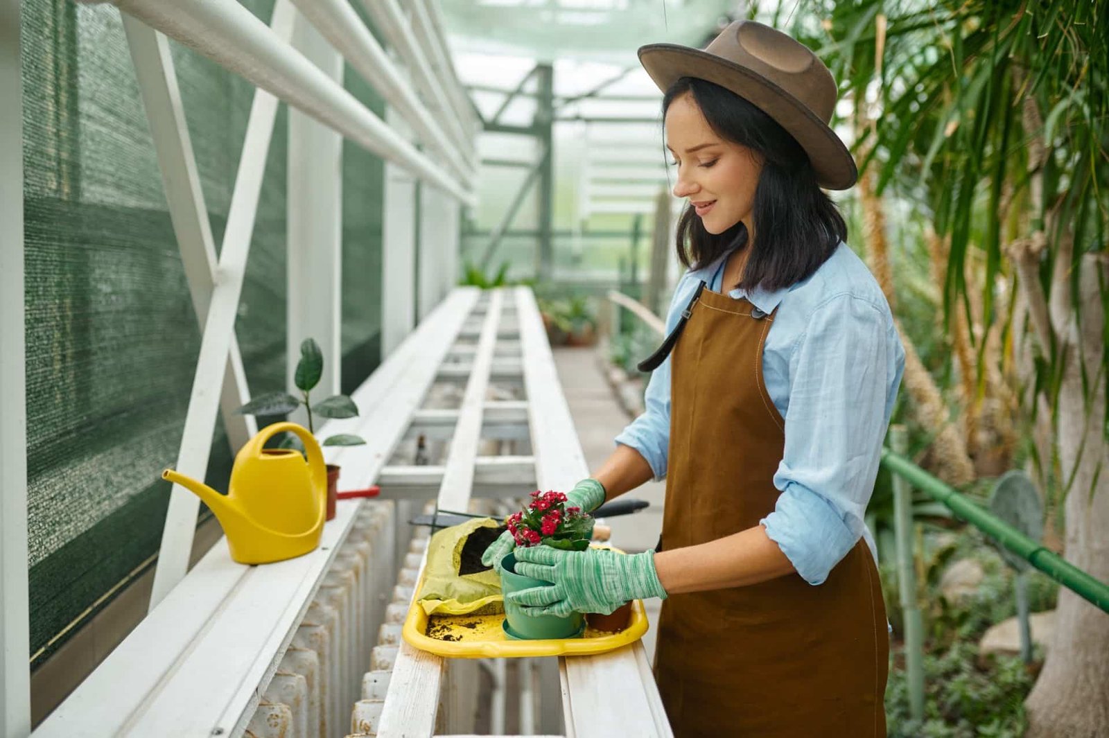 young woman gardener potting plants in greenhouse